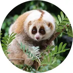  救助故事好运春节国家一级重点保护野生动物蜂猴野外放归记