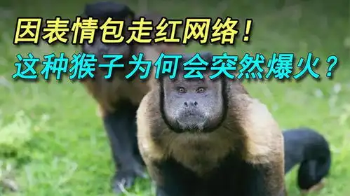  长着国字脸,因表情包走红网络,这种猴子为何会突然爆火