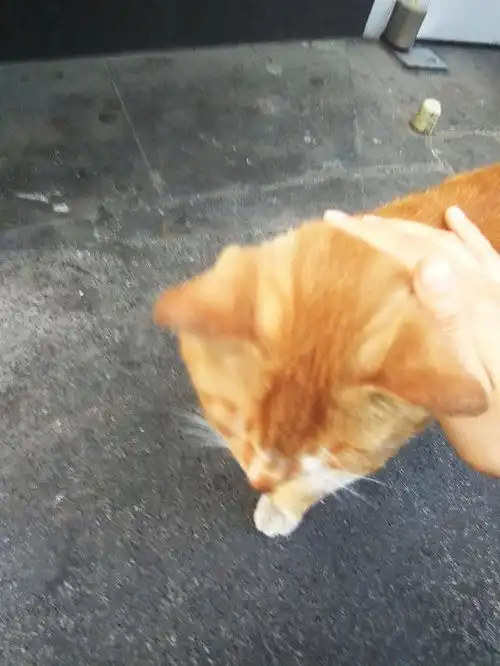  表情成功捕获一只橘猫,萌翻老夫少女心表情
