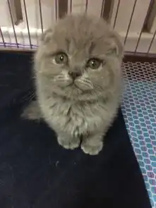  我新买了一只蓝猫,请问她是地毯毛吗眼睛长大会变成鞠红吗