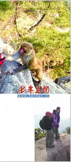  驴友与猴群亲密接触猴子15年前从峨眉山引进
