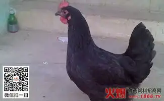  绿壳蛋鸡饲料配方