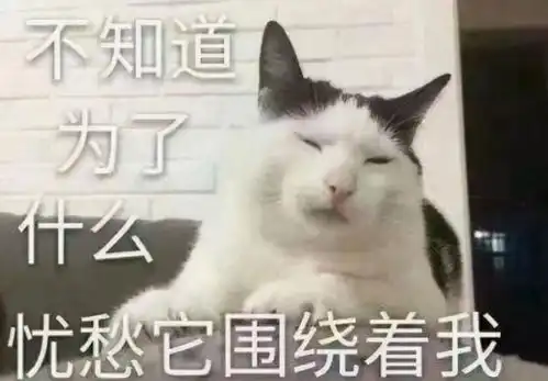  太好笑猫咪误以为煮过螺狮粉的锅是猫砂盆,网友在做猫屎咖啡