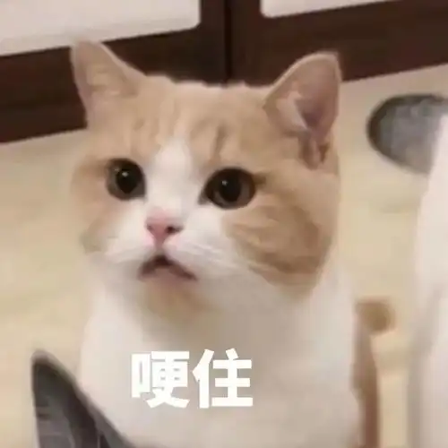  7个猫粮选购原则,谁才是性价比之王