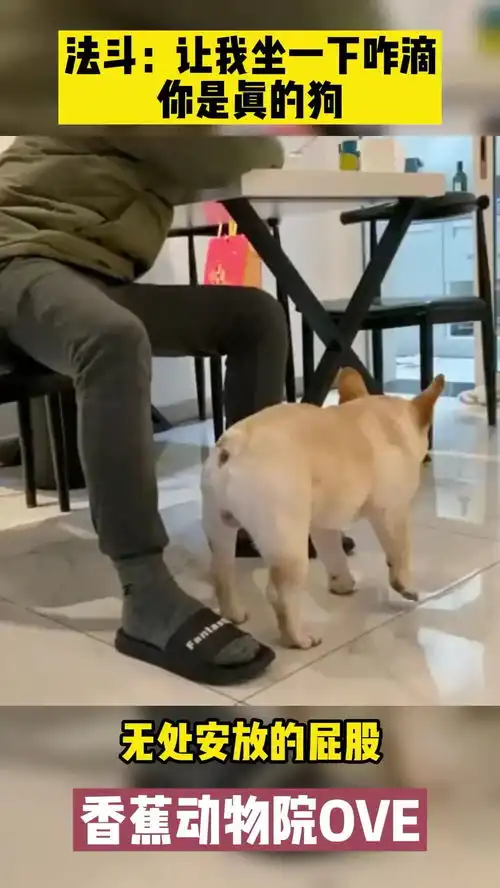  法斗让我坐一下能咋滴狗狗表情亮了