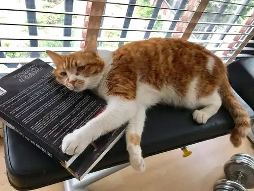  更新表情包喜欢睡阳台的猫