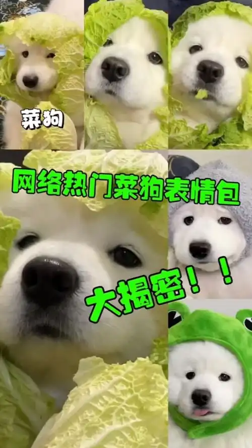  网络热门菜狗表情包大揭密