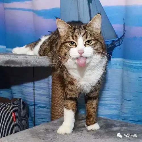  虽然后肢有残疾,但是仍然乐观坚强的猫咪