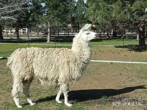  不想被羊驼吐口水那就花时间了解一下它