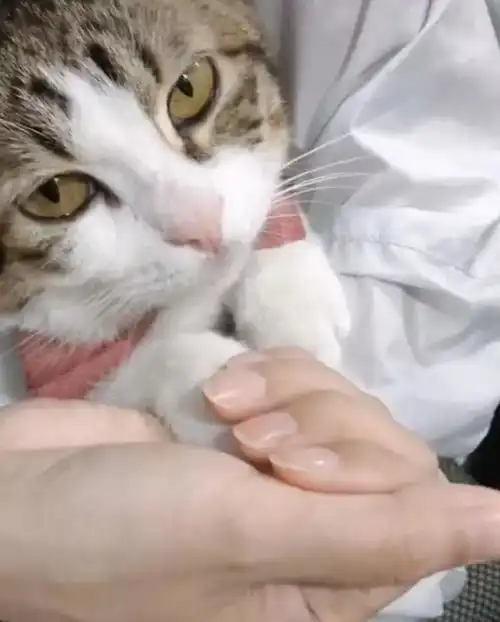  女子握住猫咪的爪子不松开,低头一看猫咪的表情,顿时笑喷了