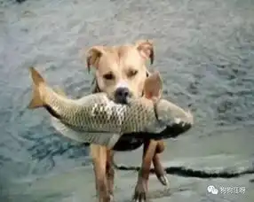  养狗三天,狗记三年看完哭了....