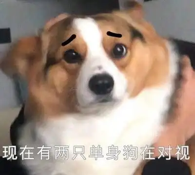  心心念念的小柯基的可爱表情包