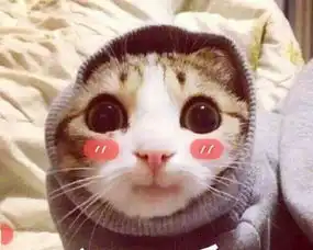  宠物寄养,短期托管