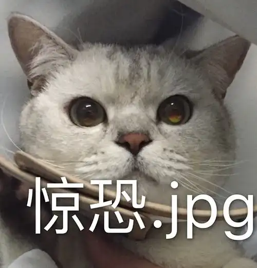  以猫为主的动物向表情包233333流量慎入