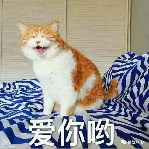 抖音随机骰子表情包橘猫