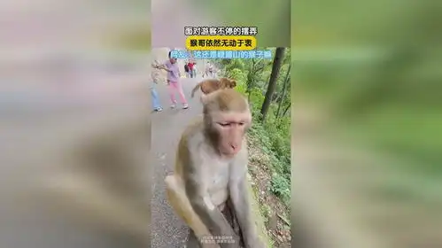 面对游客不停的摆弄,猴哥依然无动于衷,网友这还是峨眉山的猴子嘛