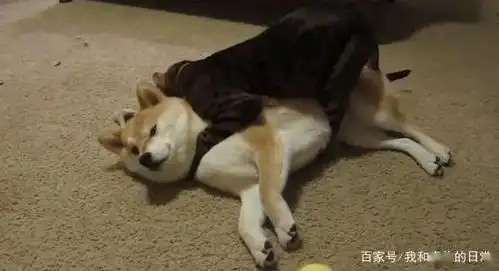 舔狗不得好死表情包gif