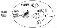  当人体受到严寒刺激时,在大脑皮层的影响下,下丘脑部分细胞就能合成并分泌促甲状腺激素释放激素,进而刺激垂体合成并分泌促甲状腺激素,又进一步刺激甲状腺分泌甲状腺激素