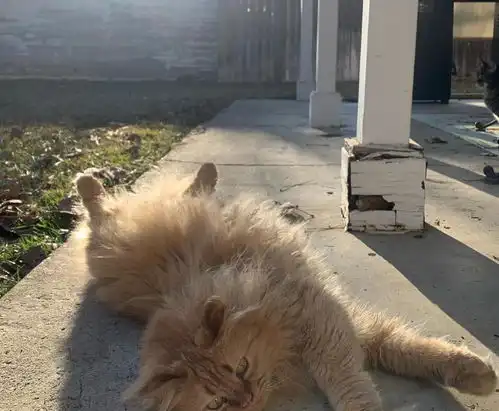  老猫去世让橘猫很伤心,却又见主人另寻新欢,表情逐渐严肃了