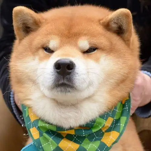  柴犬皮肤护理的注意事项