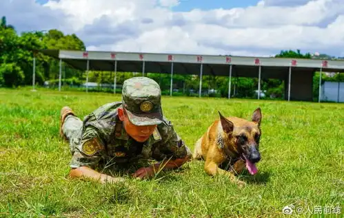  勇敢狗狗,不怕困难军犬和训导员配合有多默契