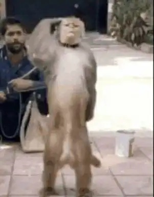  猴子敬礼表情包