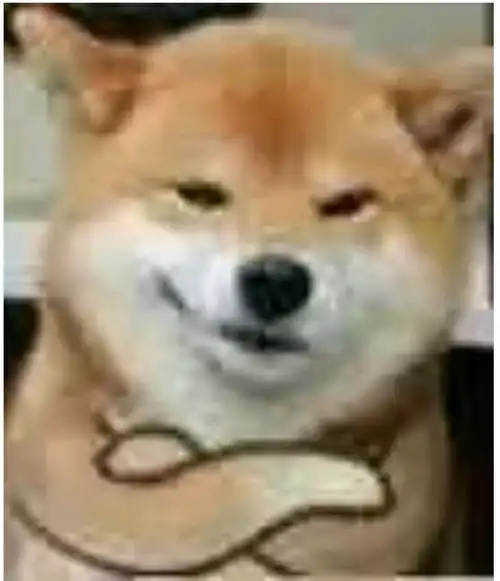  抱着手的柴犬表情包抱臂狗头