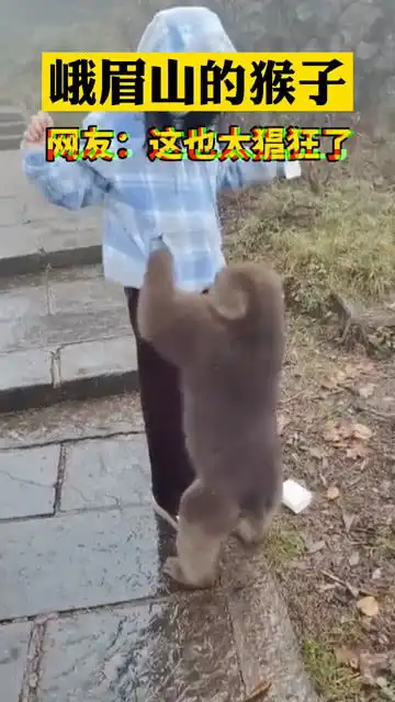 峨眉山的猴子表情包到过