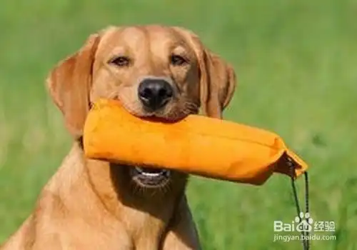  拉布拉多犬训练方法