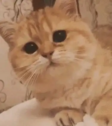 有这样的猫表情包的动图吗
