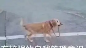  听说你想养柴犬建模师做的柴犬表情包,真香