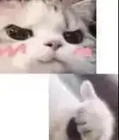  表情包可爱猫猫头