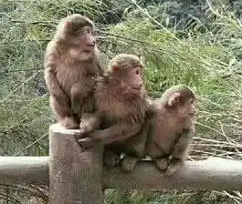  姑娘爬峨眉山,野猴子要收买路钱,撂翻在地一顿搜刮