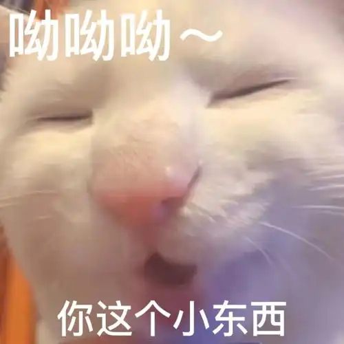 g的猫表情包合集2