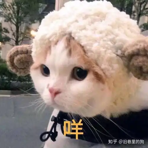 微信爱你表情包猫咪