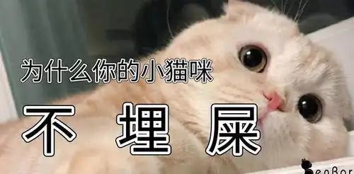  为什么有的猫咪不埋便便困扰铲屎官多年的问题并没那么简单