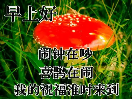  11月2日最漂亮动态表情图片大全