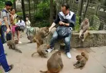  贵阳黔灵山猴丁兴旺