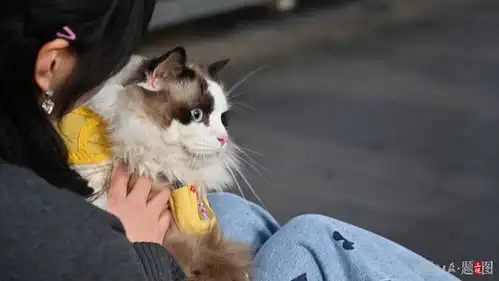  记者调查星期宠售卖乱象买来的宠物犬为何没活过一周