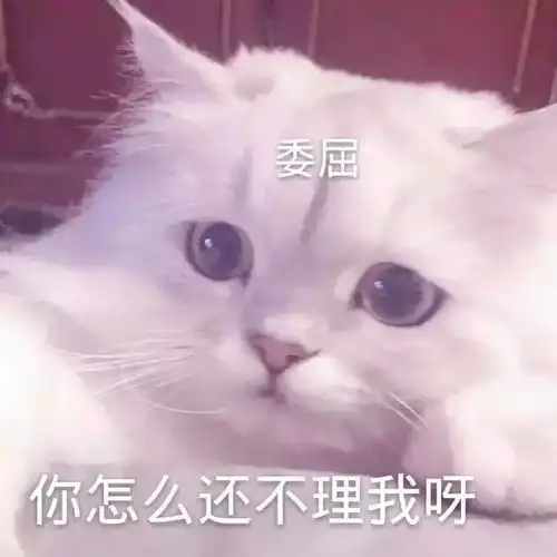  表情包小猫咪能有什么坏心眼呢