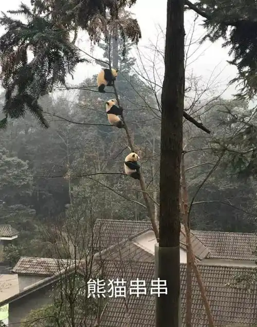  招募大熊猫保护清明小长假,来把滚滚做成表情包吧