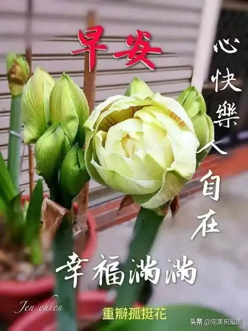  树怕伤根,人怕伤心朋友怕算计,感情怕二心,早安