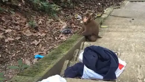 游峨眉山遇到猴子抢食怎么办登山前买个这个,猴子一定不敢抢了