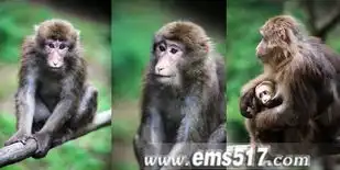  峨眉山旅游攻略之趣玩看猴喂猴拍猴