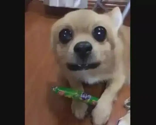  狗狗护食对主人龇牙,拿它食物就咬人,被一巴掌打醒
