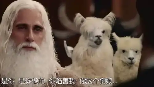  国会议员不承认罪行,被羊驼吐口水,太搞笑了