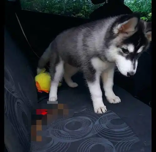 网友开车带雪橇犬去玩,没想到它在后座上拉屎,表情还很淡定
