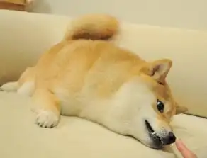  一直dog变成表情包的全过程