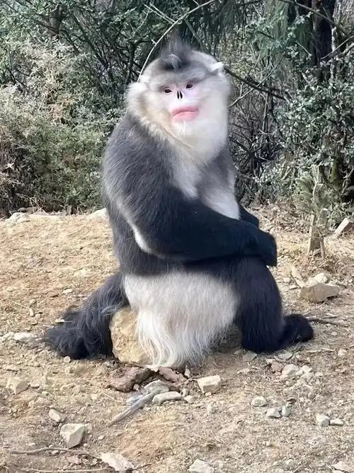  国内分布的猴子种类介绍