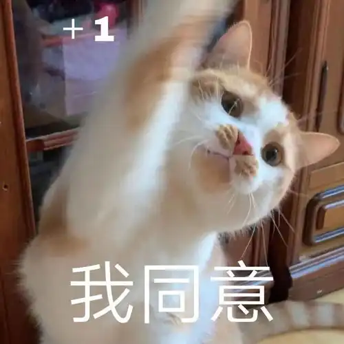 huh猫表情包动图我可以